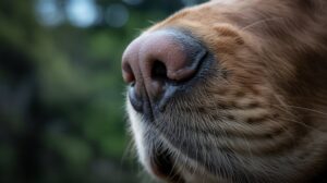 Verborgenes Mikrobiom von Haustieren enthüllt