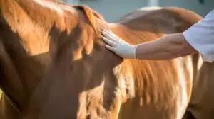 Beurteilung der Muskelmasse bei Tieren